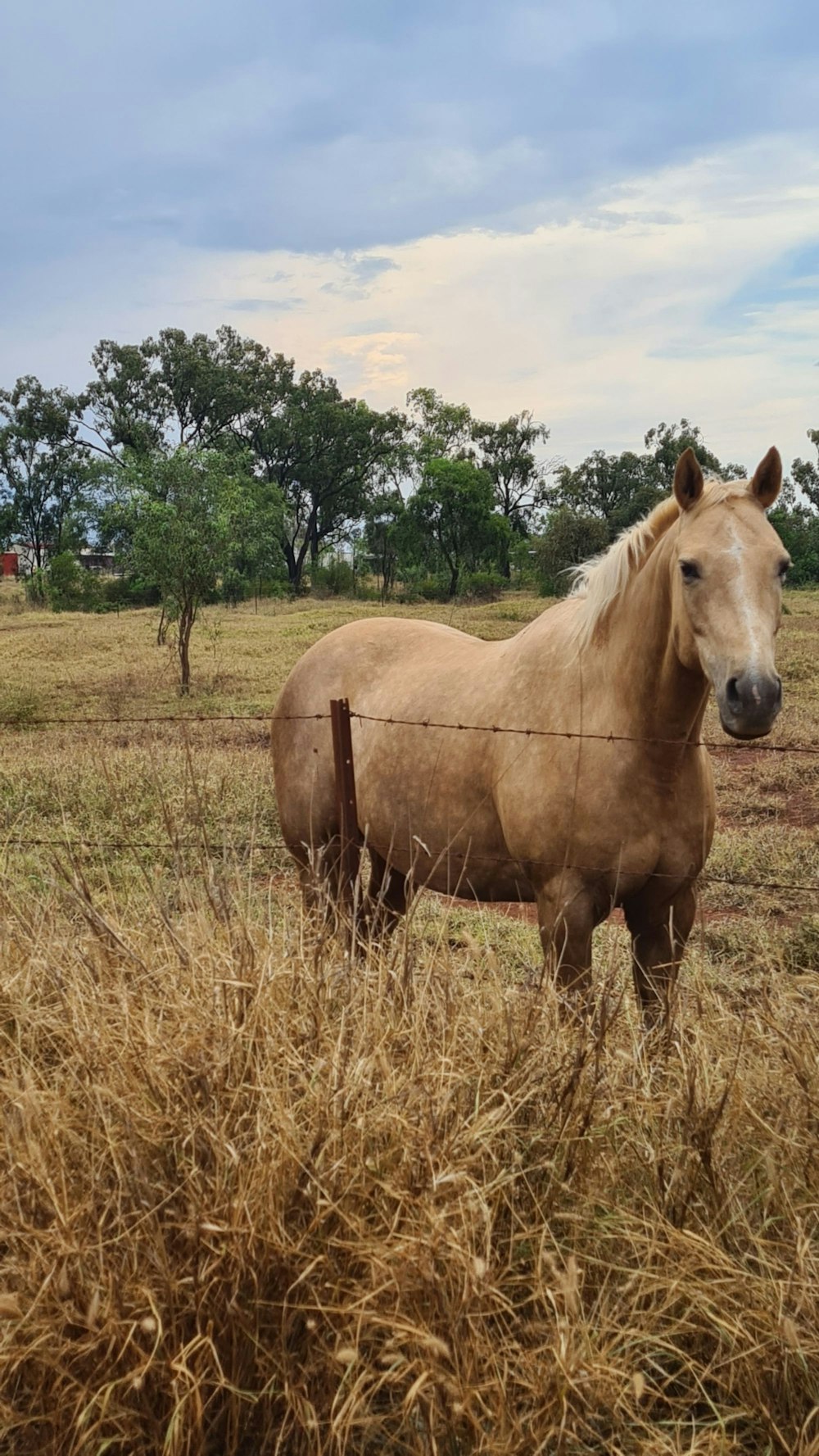 a horse standing in a field behind a barbed wire fence