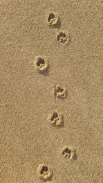 A series of animal paw prints are visible on a sandy surface, suggesting that an animal has walked across the area.
