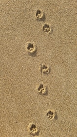 A calendar with dog paw prints marking scheduled walk days.
