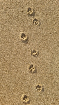 A series of animal paw prints are visible on a sandy surface, suggesting that an animal has walked across the area.