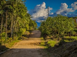a dirt road in the middle of a forest