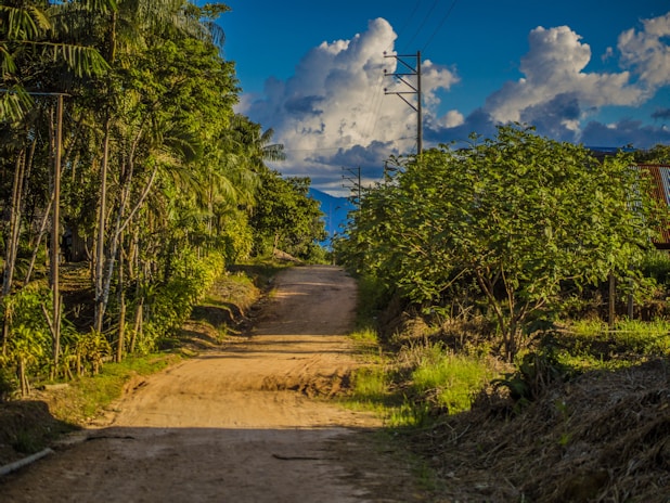 a dirt road in the middle of a forest