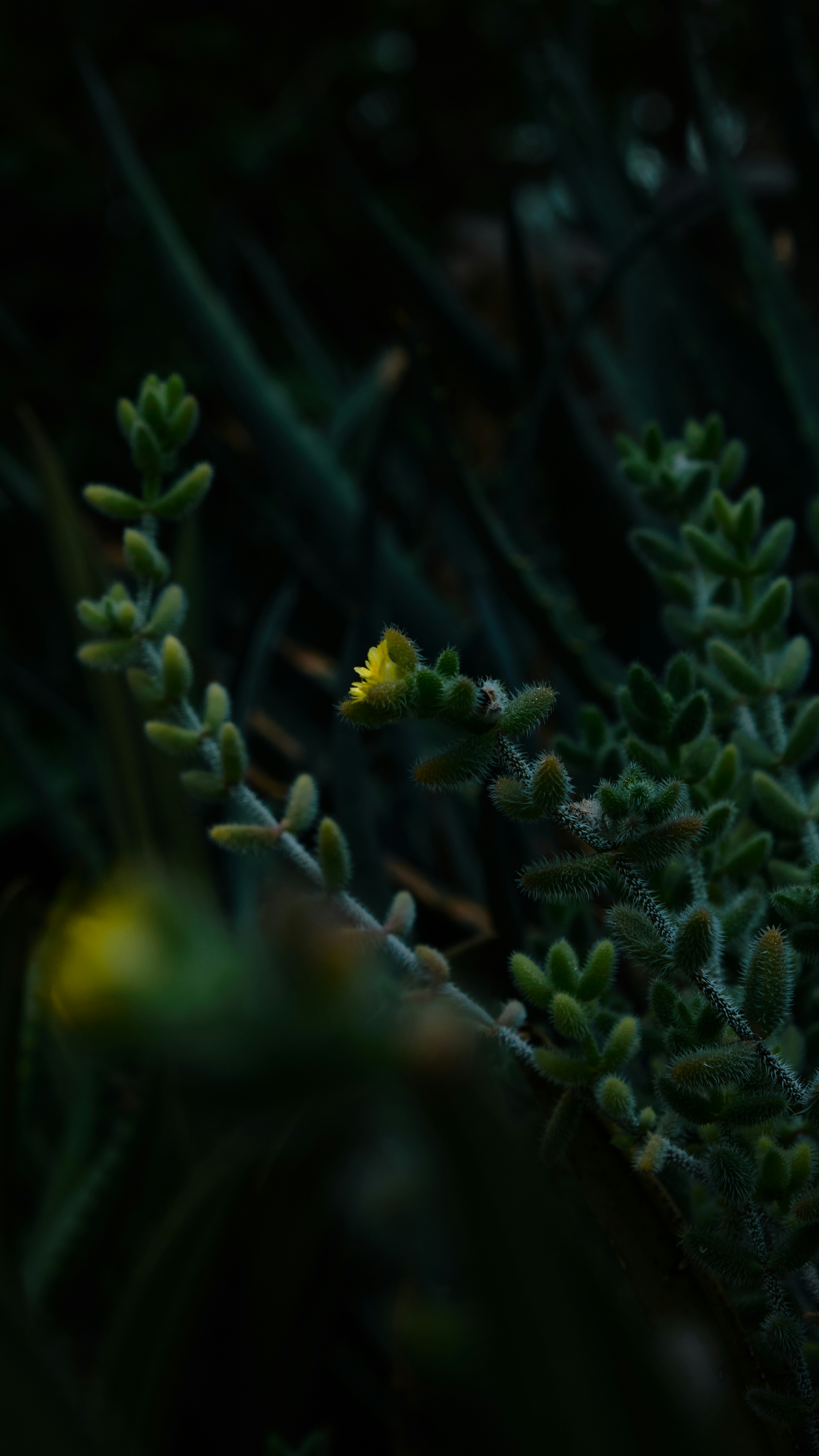 Photo by joyofearth