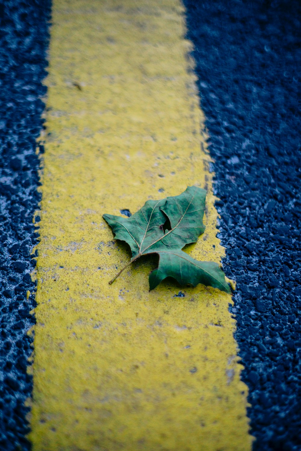 a single leaf lies on the side of the road