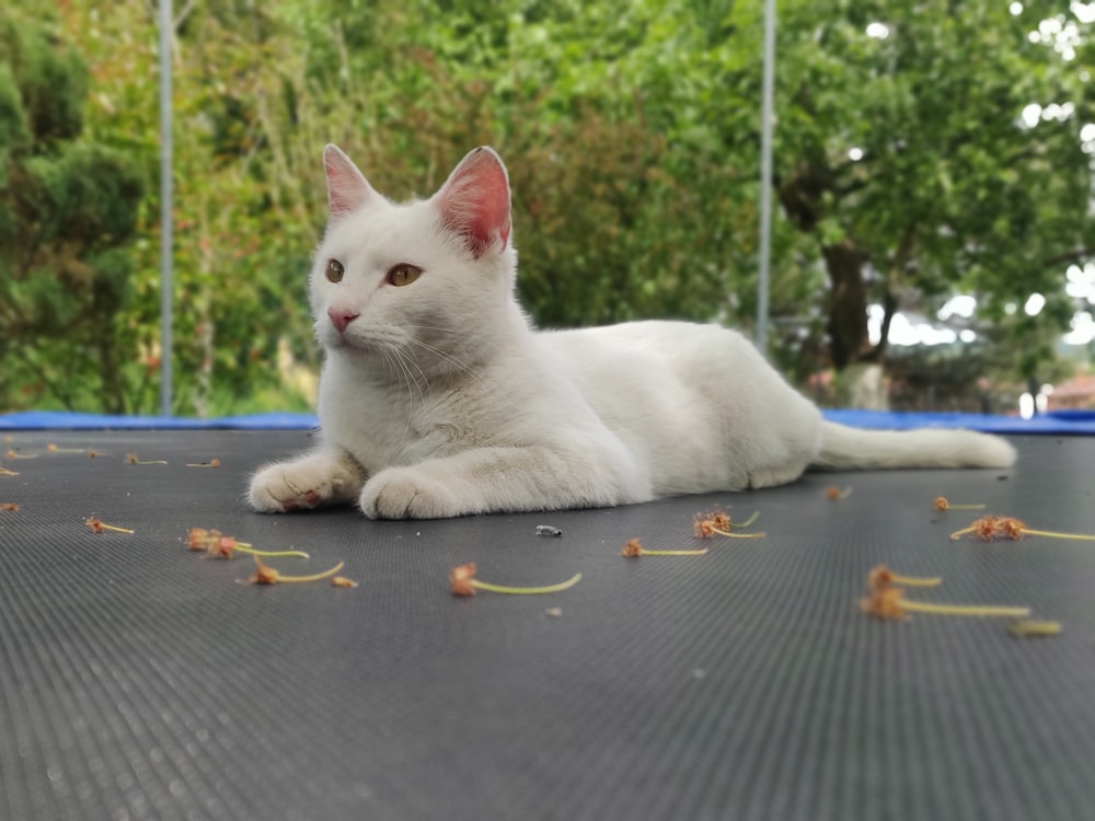 a white cat laying on top of a trampoline