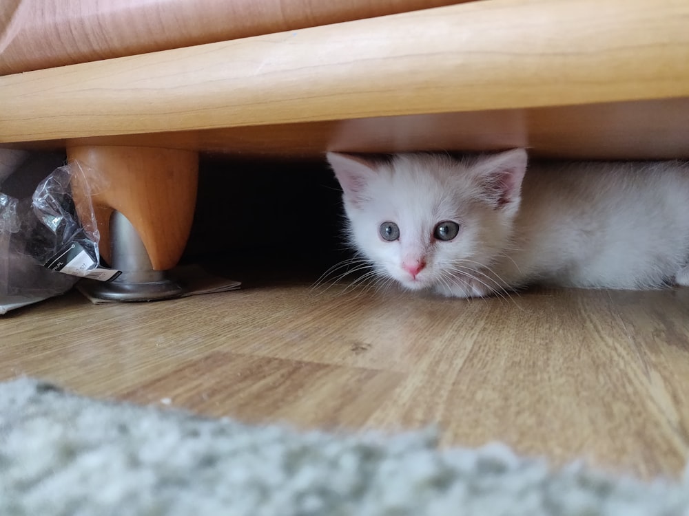 a small white kitten hiding under a bed