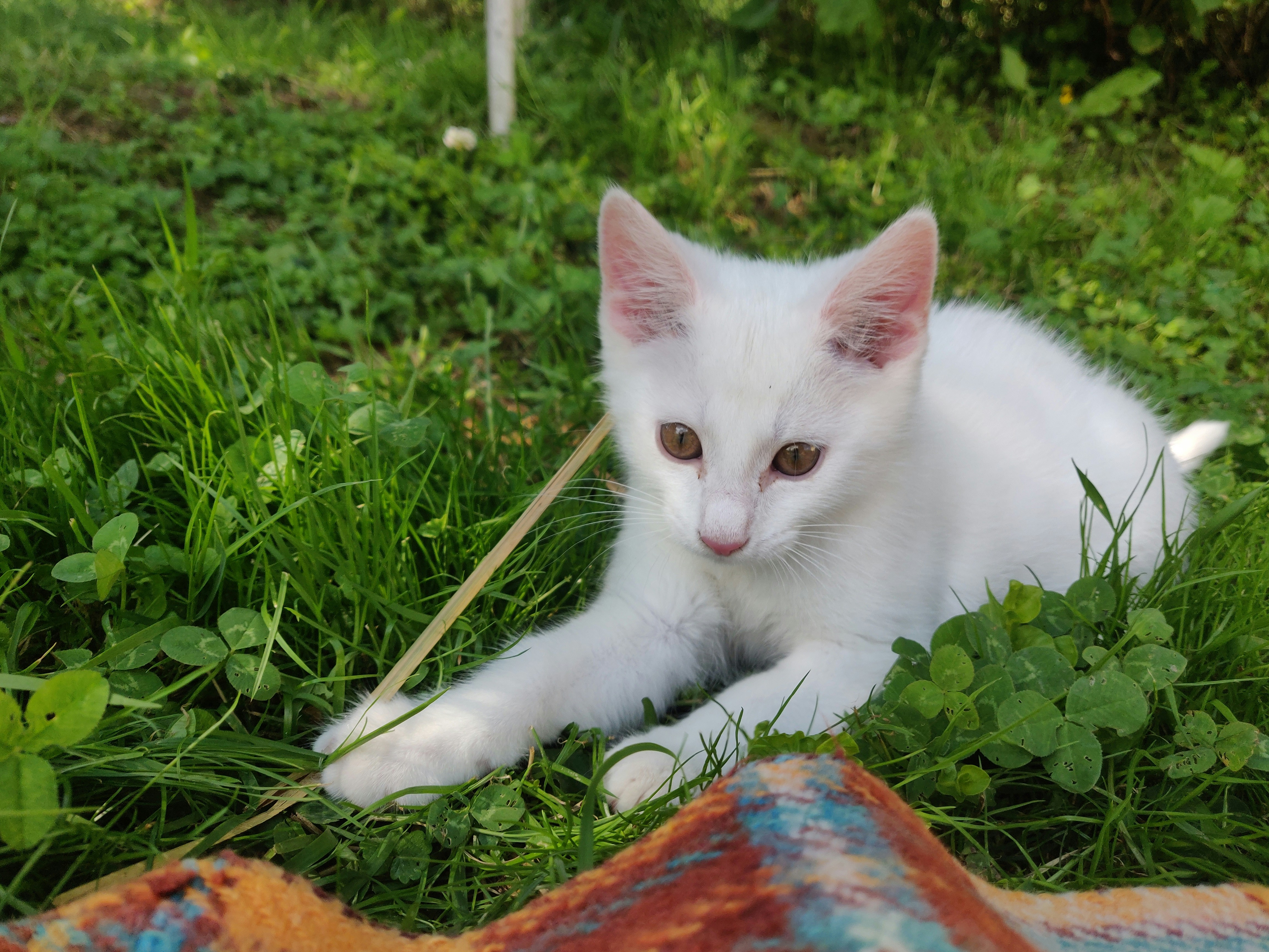 a white kitten laying on top of a lush green field