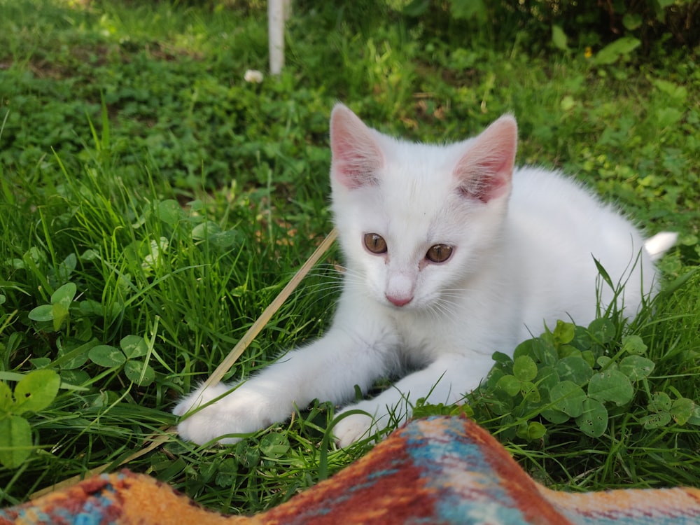 a white kitten laying on top of a lush green field