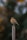 a small bird sitting on top of a wooden post