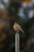 a small bird sitting on top of a wooden post