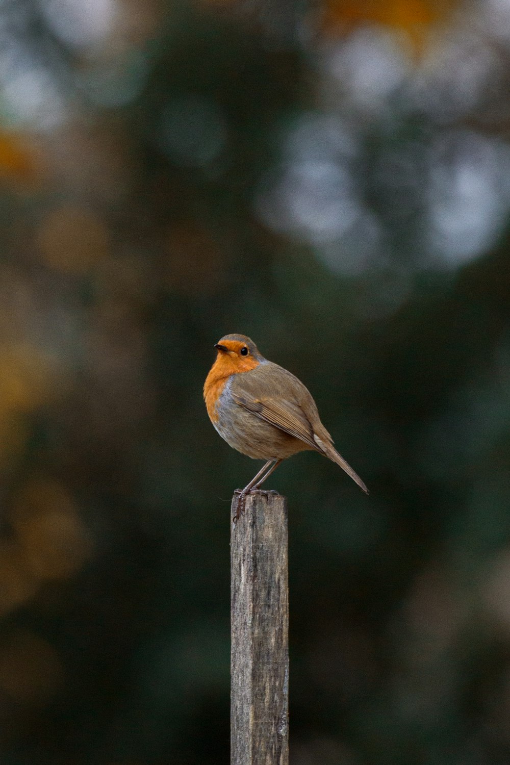 a small bird sitting on top of a wooden post