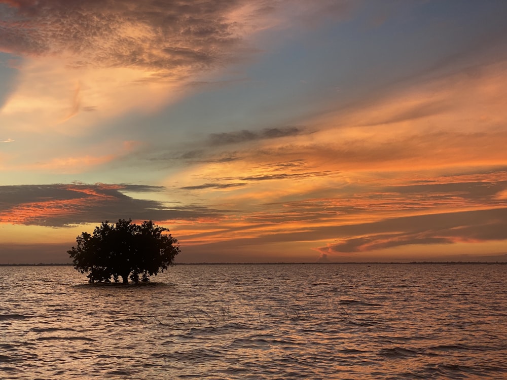 a lone tree in the middle of a body of water