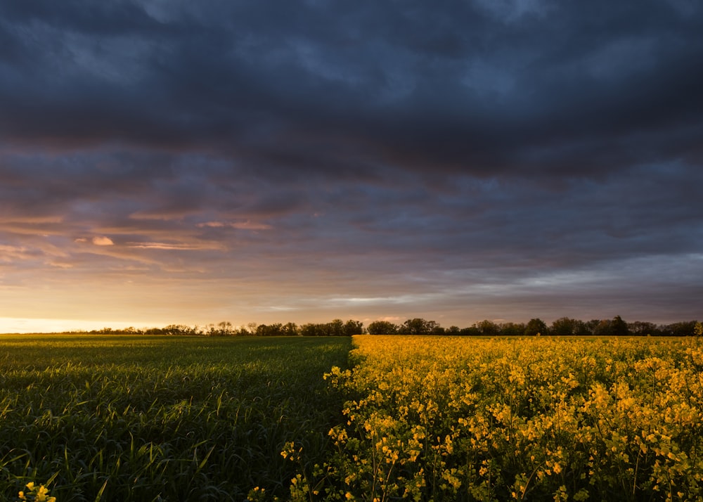 a field of yellow flowers under a cloudy sky