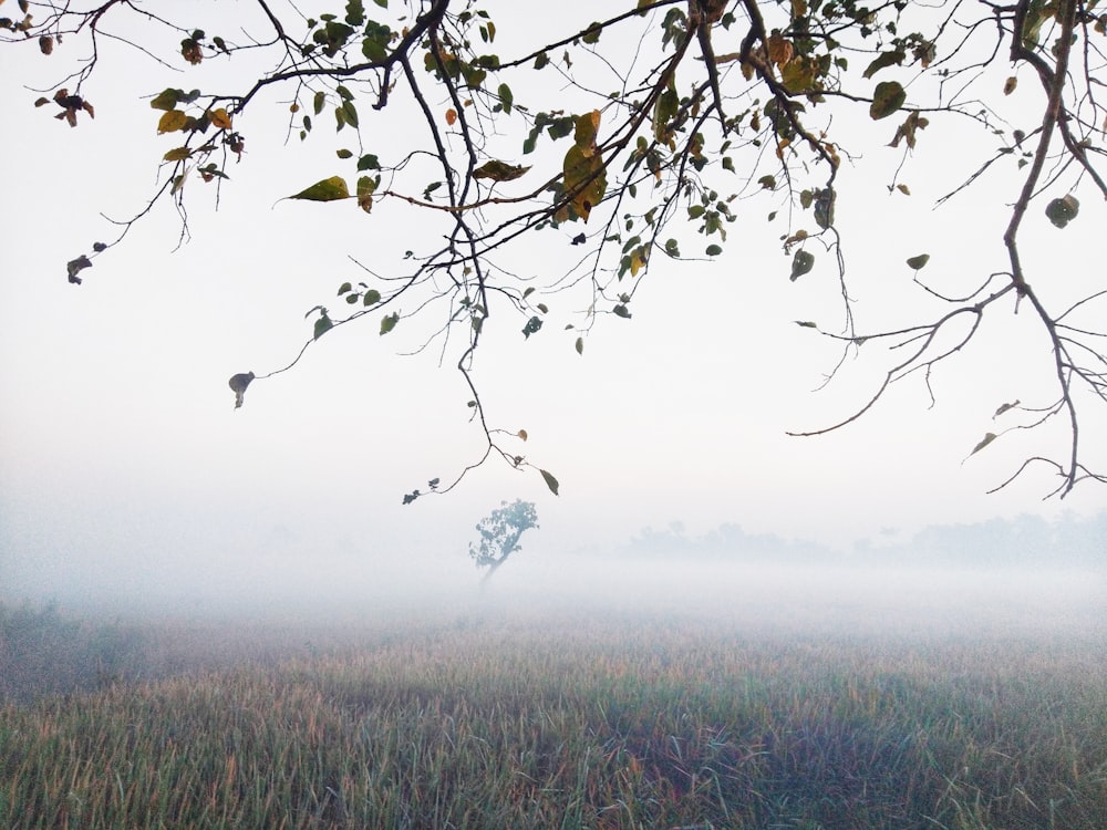 Un campo nebbioso con un albero solitario in primo piano