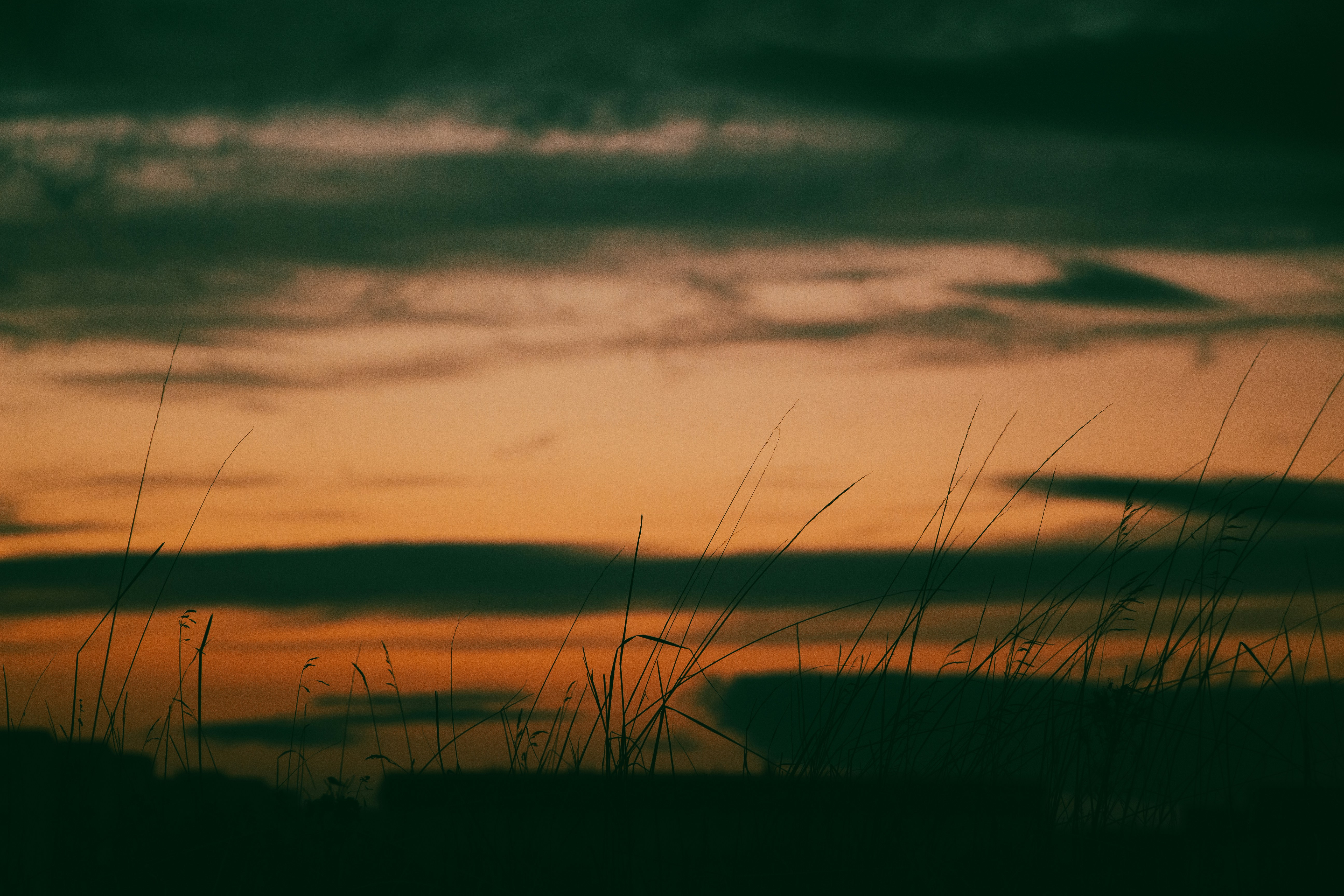 the sun is setting over a field with tall grass