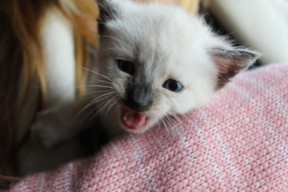 Un pequeño gatito blanco sacando la lengua