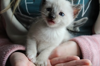A small kitten with blue eyes and light-colored fur is cradled in a person's hands. The kitten's mouth is slightly open, and it's looking directly at the camera. The person is wearing a cozy sweater.
