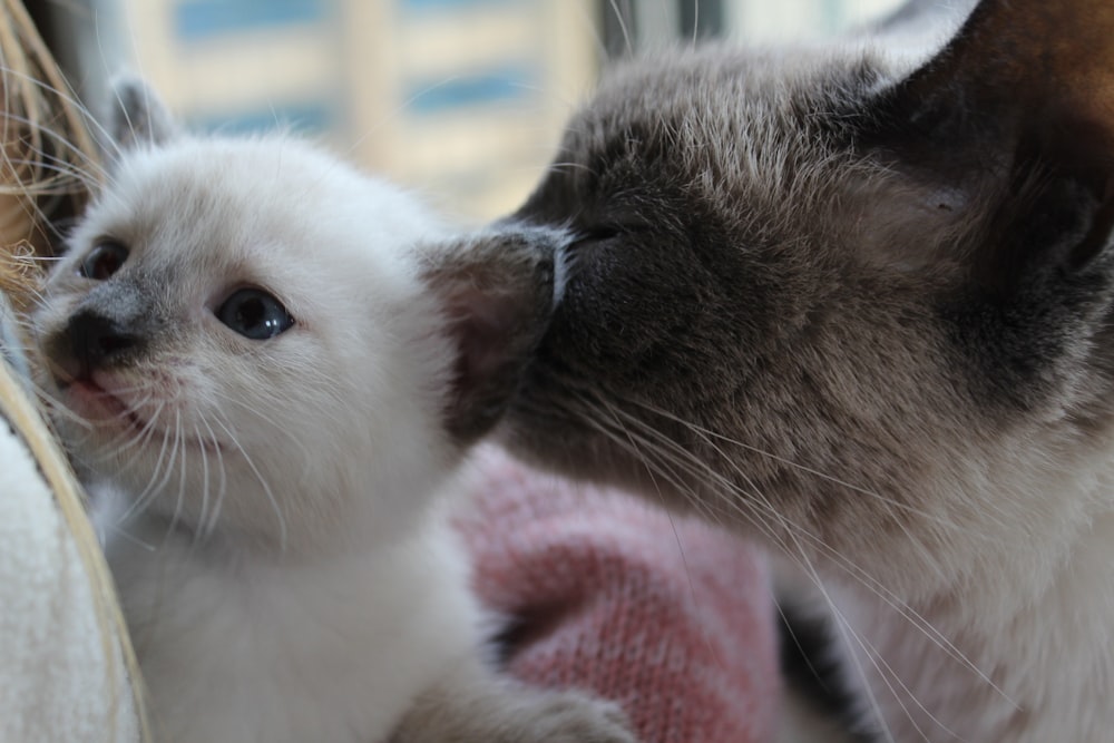 a close up of two cats near one another