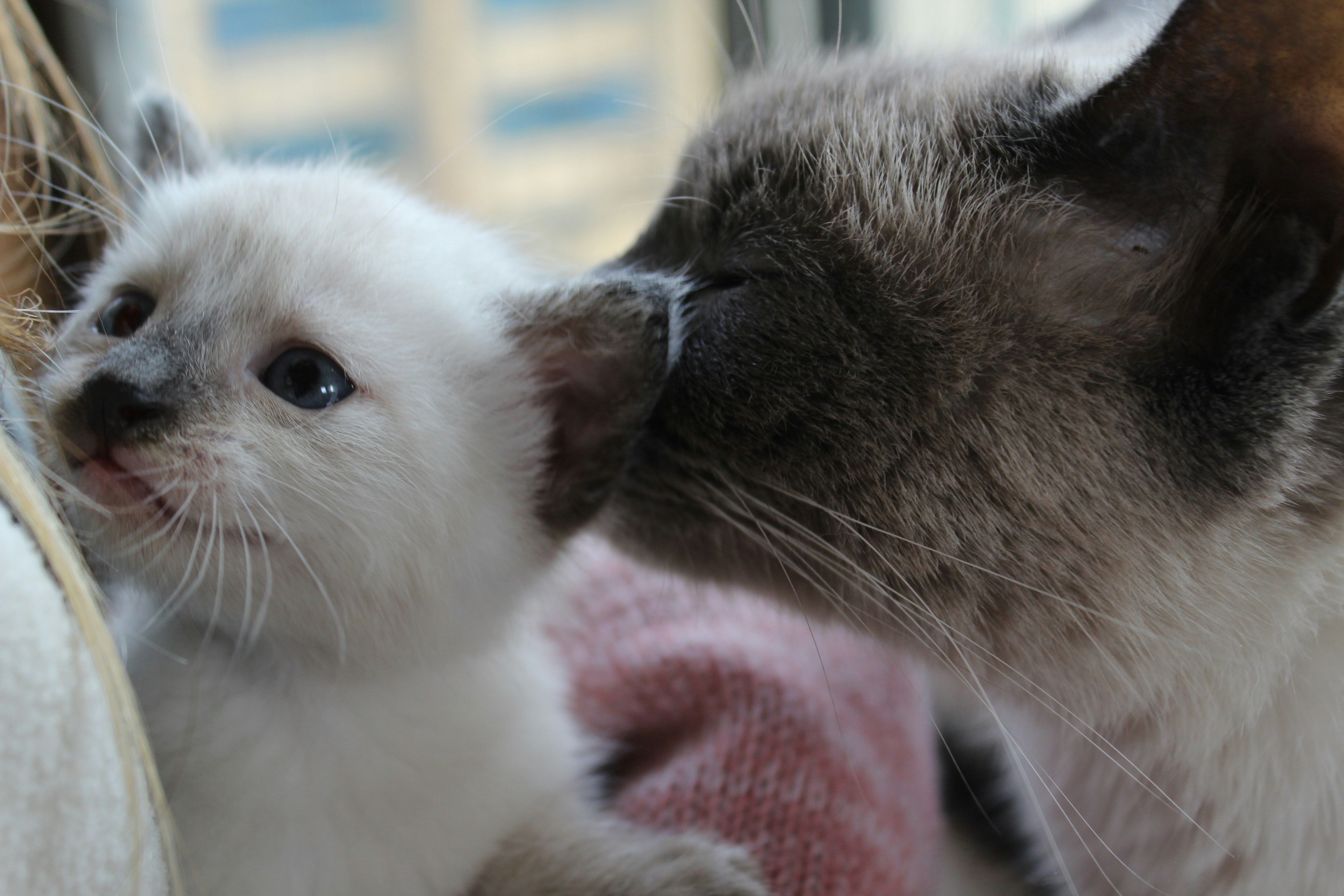 ragdoll siamese kittens