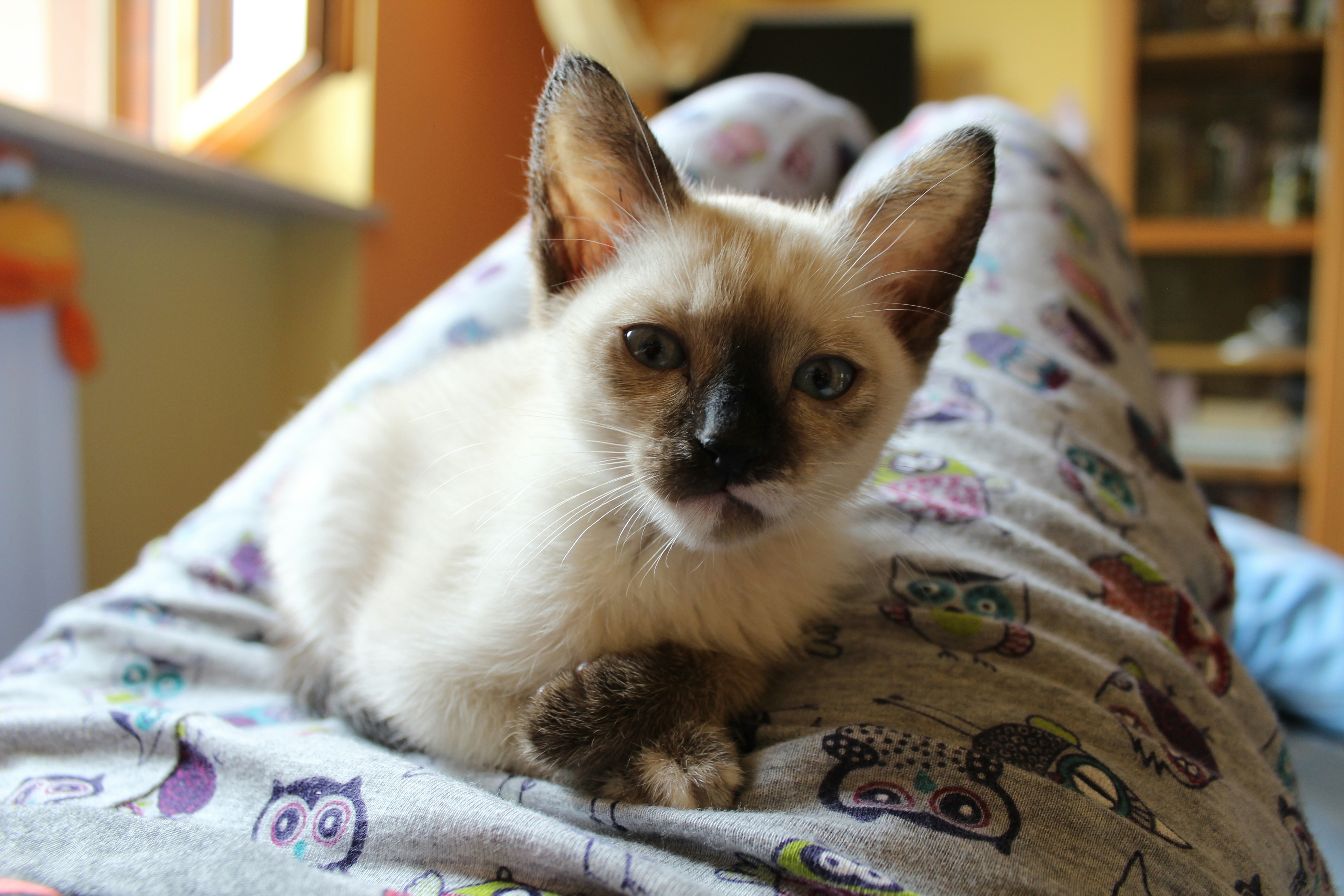 a siamese cat is laying on a bed