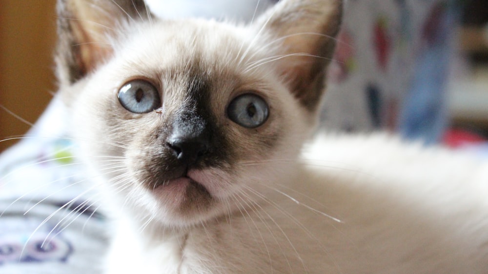 a close up of a cat with blue eyes