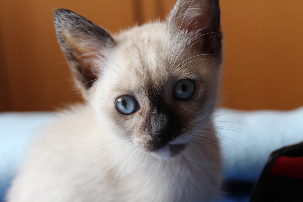 a kitten with blue eyes sitting on a bed