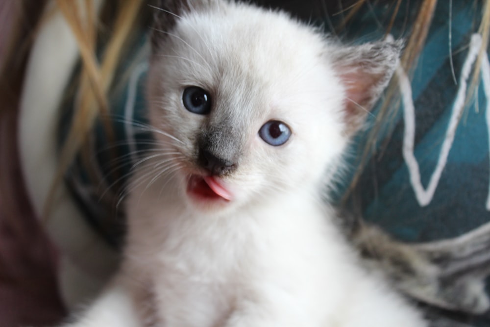 a white kitten with blue eyes sitting on a woman's lap