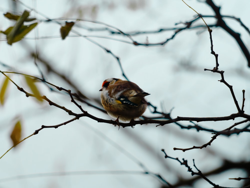 un oiseau assis sur une branche d’arbre