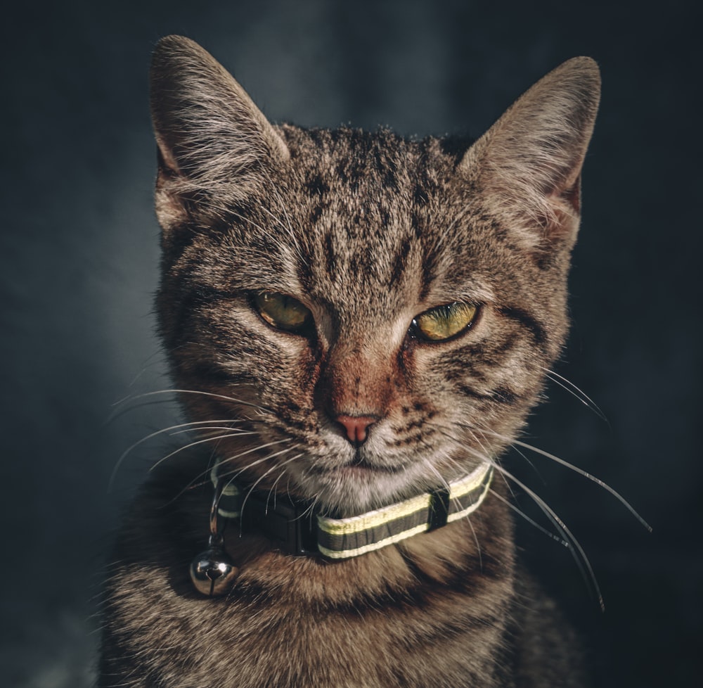a close up of a cat wearing a collar