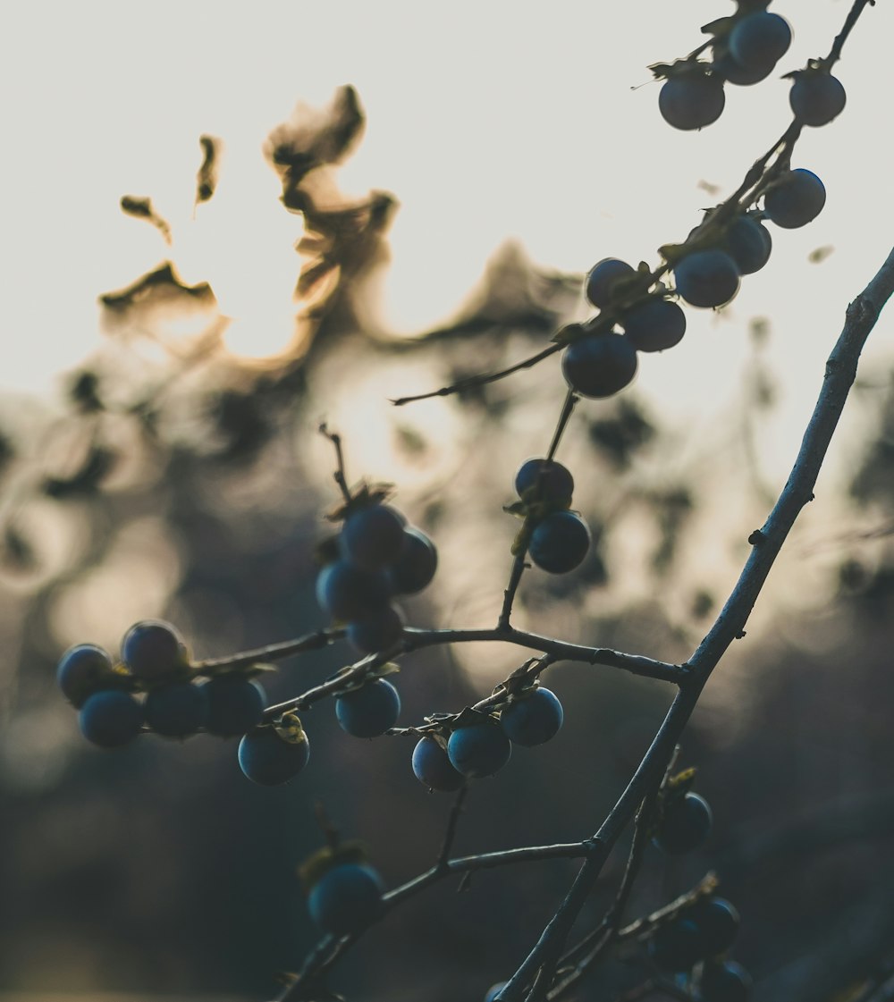 a close up of berries on a tree branch