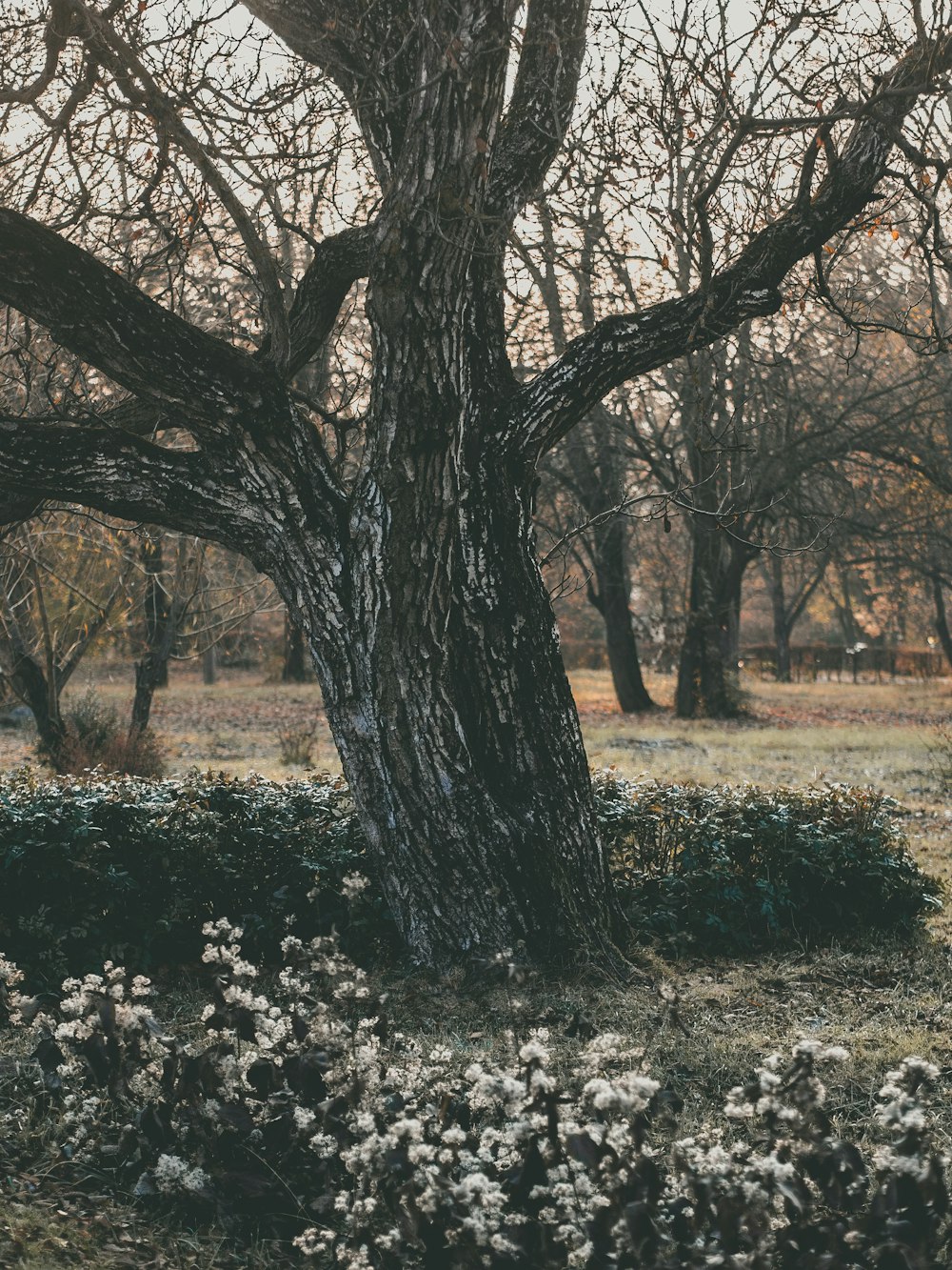 a large tree in a grassy field next to a bush