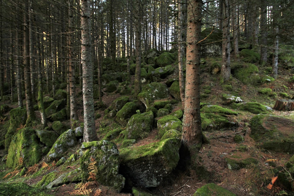 moss covered rocks and trees in a forest