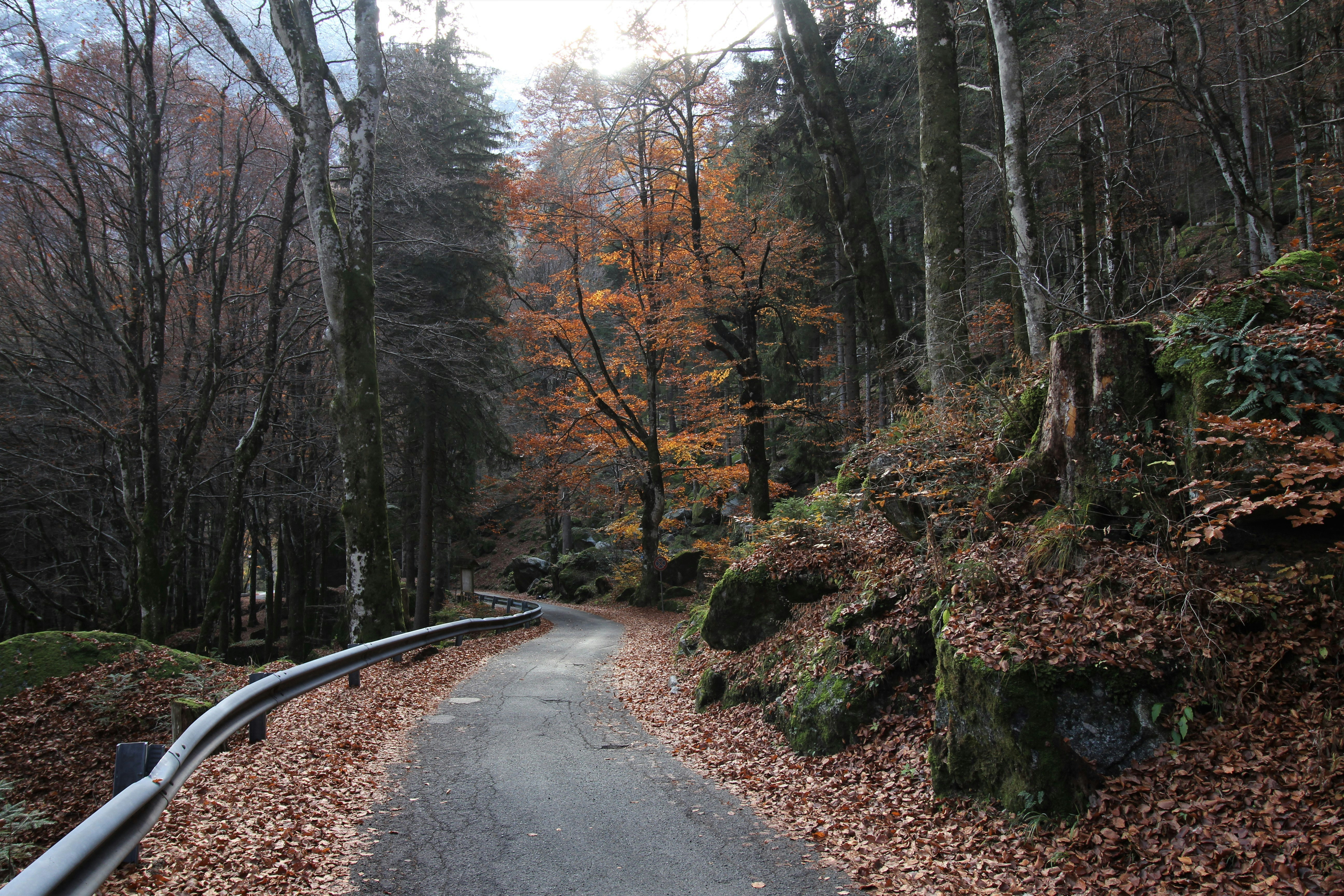 a paved road in the middle of a wooded area