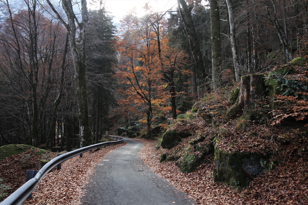 a paved road in the middle of a wooded area