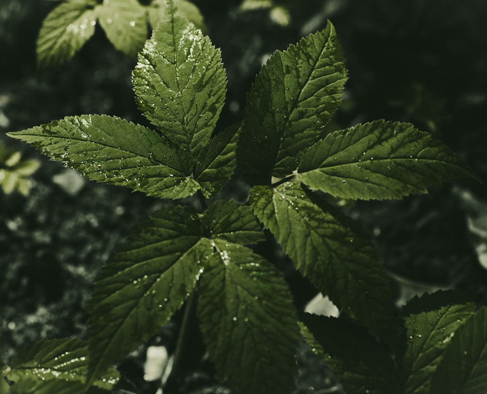 a close up of a green leaf with drops of water on it