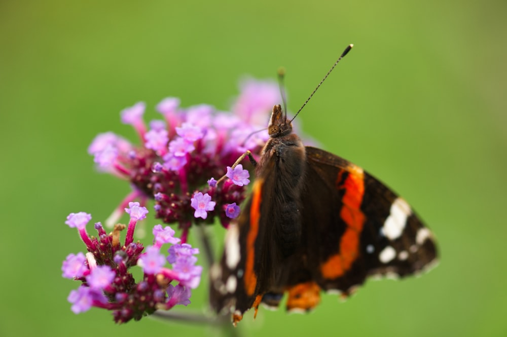 a close up of a butterfly on a flower