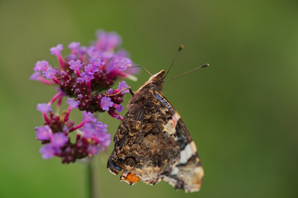 Una pequeña mariposa marrón y blanca en una flor púrpura