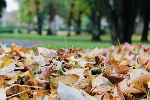 A pile of autumn leaves being cleared from a garden bed with trees showing fall colors