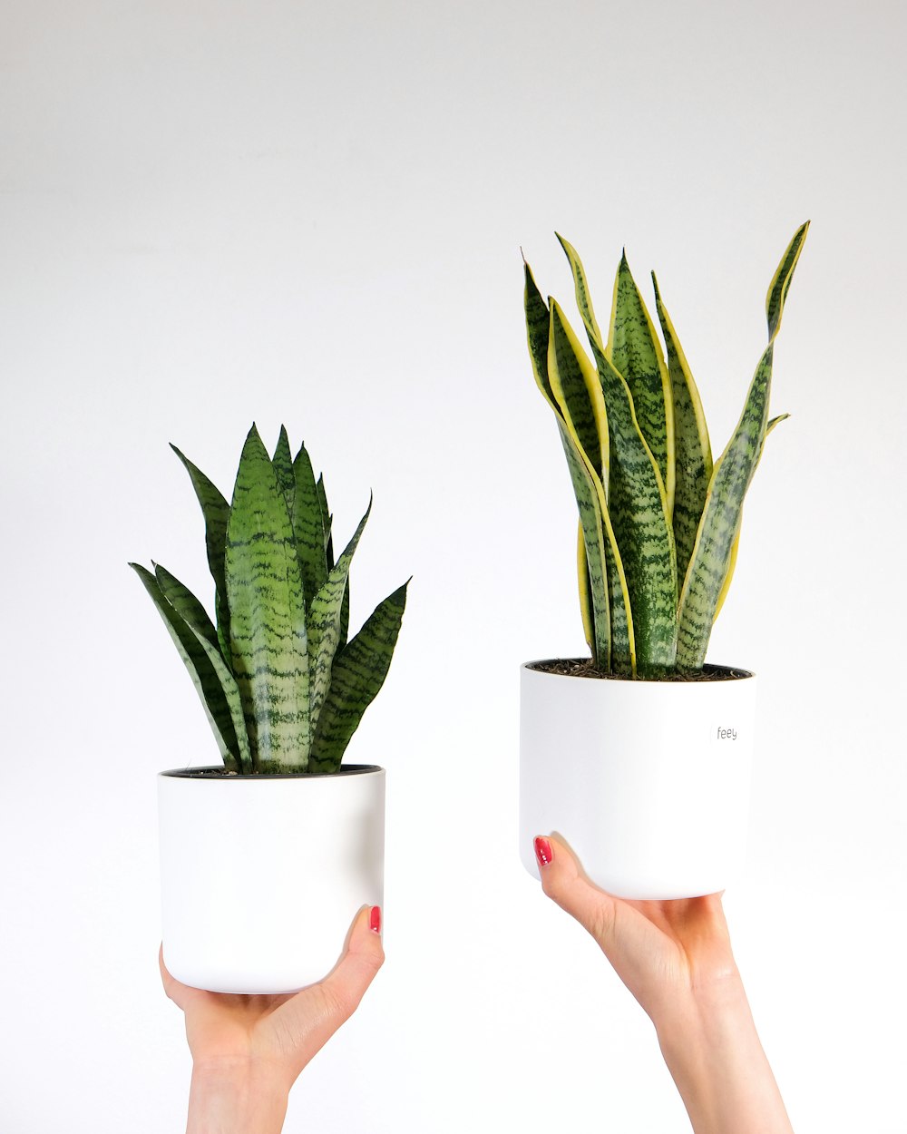 a person holding a plant in a white pot