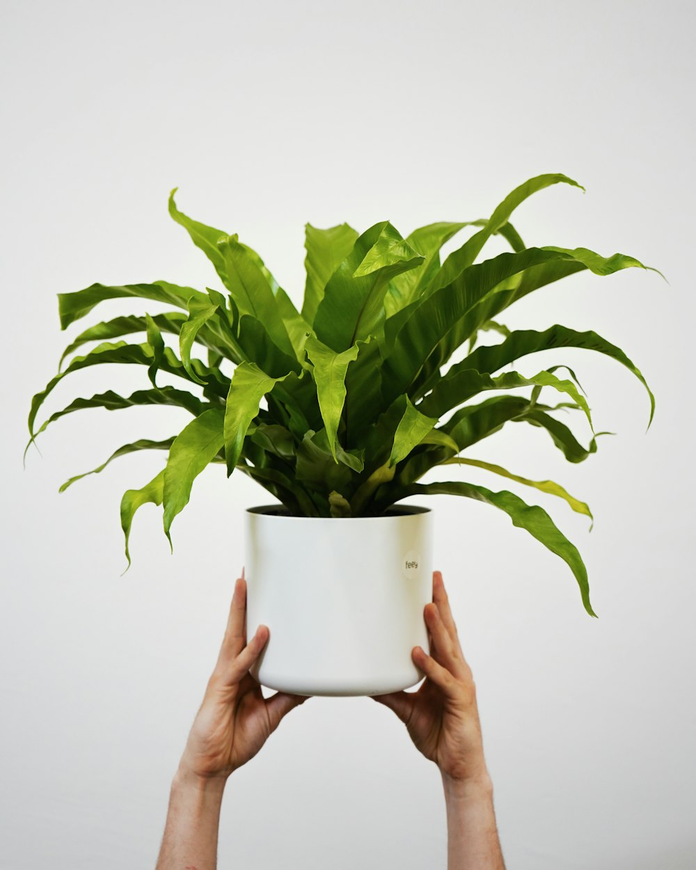 a person holding a plant in a white pot