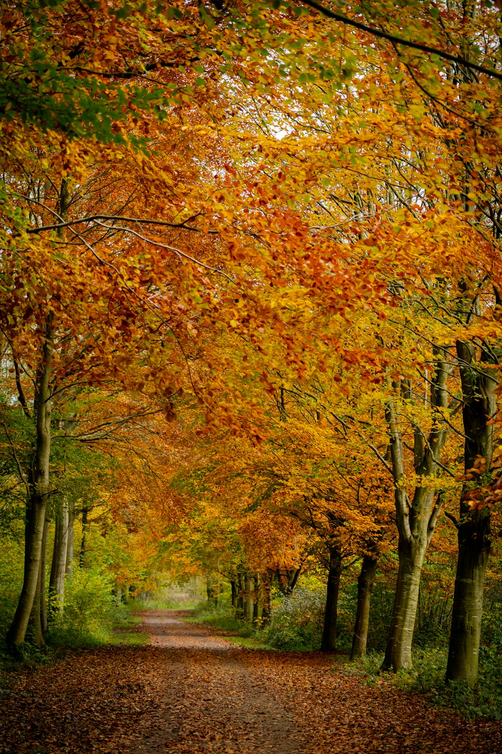 a dirt road surrounded by lots of trees