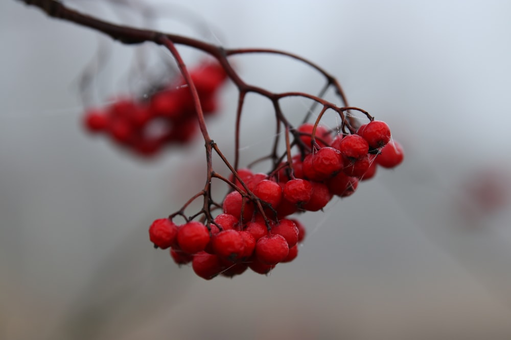 a close up of berries on a tree branch