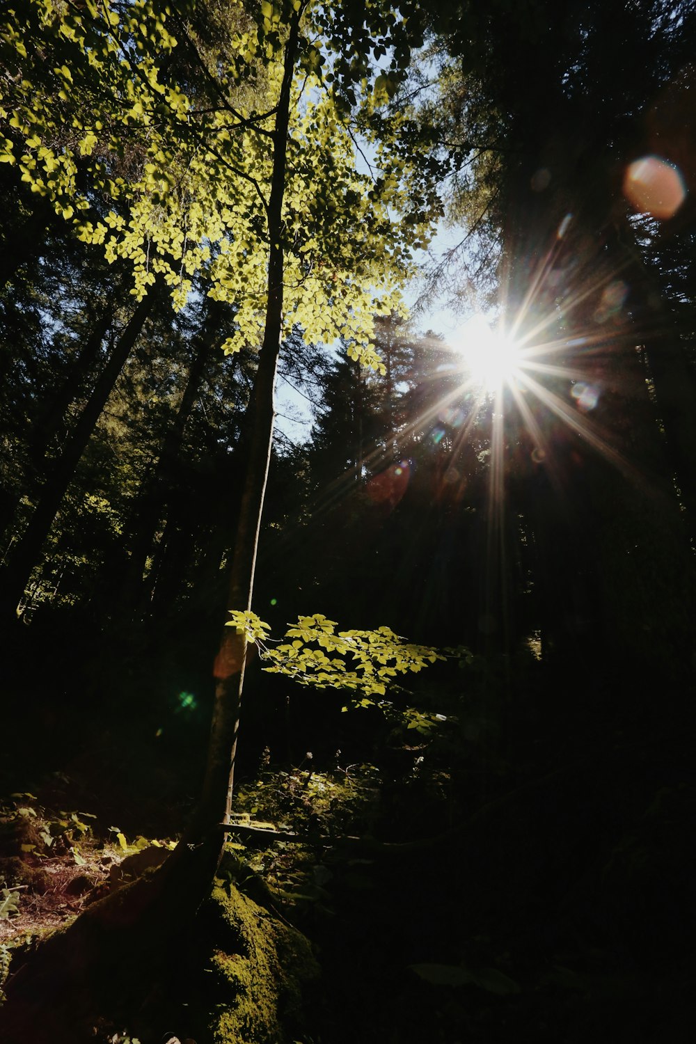 the sun shines brightly through the trees in the forest