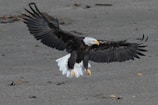 A bald eagle spreading its wings wide while preparing to land on a rocky cliff