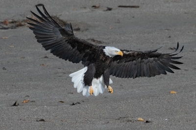 A bald eagle spreading its wings wide while preparing to land on a rocky cliff