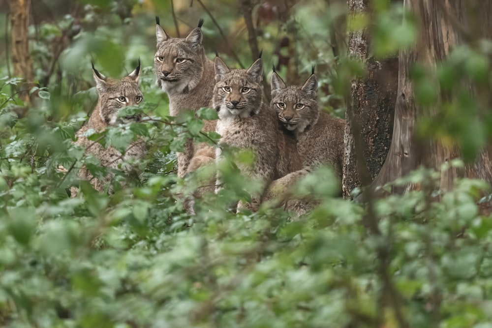 Un grupo de linces parados en un bosque