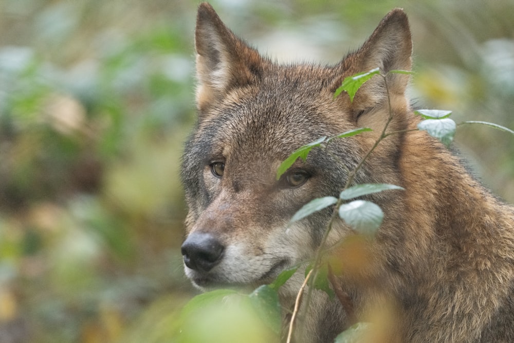 a close up of a wolf in the woods