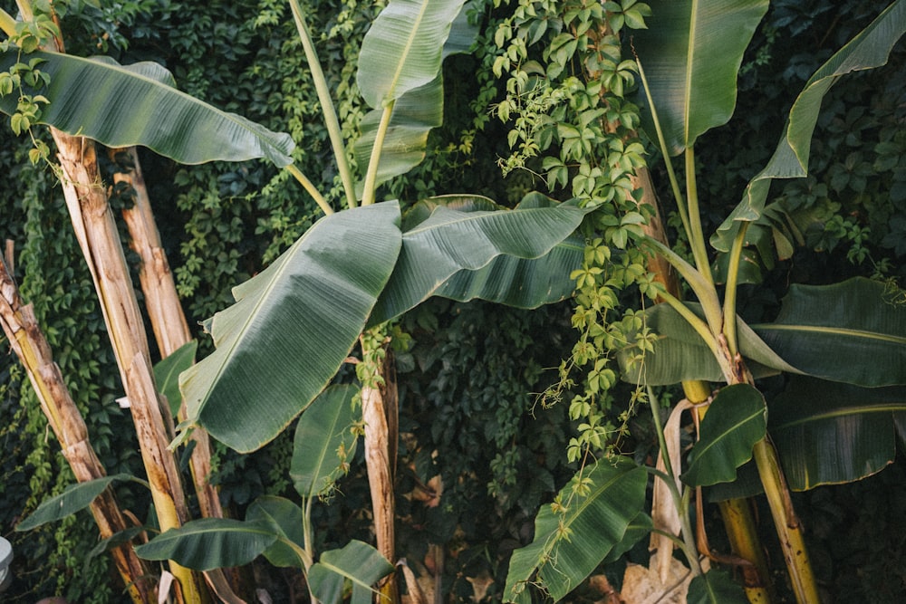 a banana tree with lots of green leaves