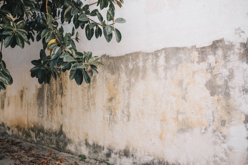 a wall with a tree next to it