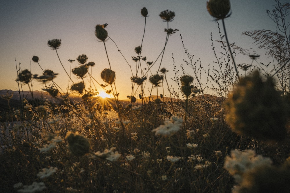 a field of wildflowers with the sun setting in the background